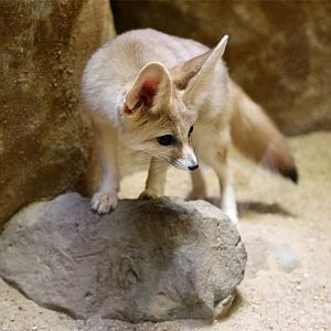 Fennec Fox
