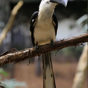 Von Der Decken's Hornbill Female