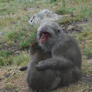 Japanese Macaques