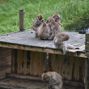 Japanese Macaques