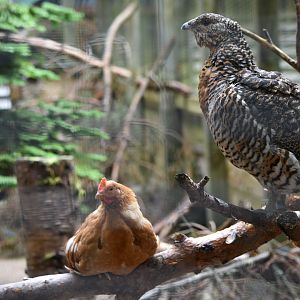 Capercaillie with chicken