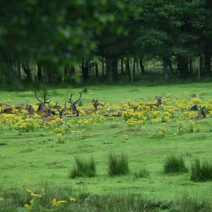 Scottish Red Deer Herd
