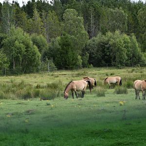 Przewalski's Horses
