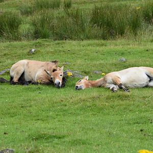 Przewalski's Horses