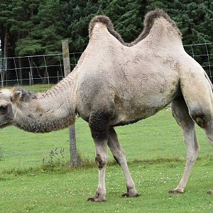 Bactrian Camel