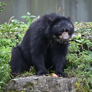 Spectacled Bear