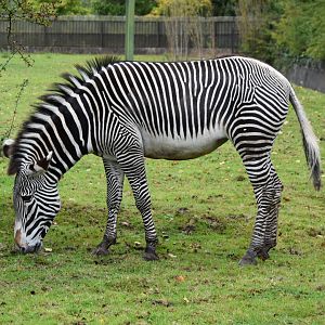Grevy's Zebra
