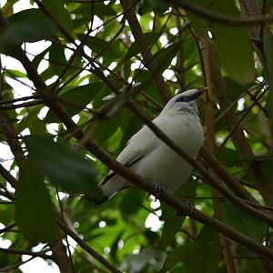 Bali Myna