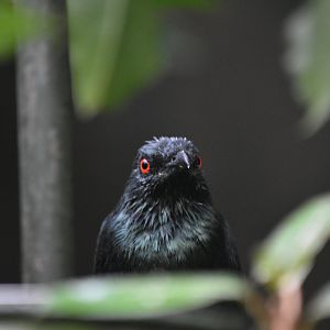 Asian Glossy Starling