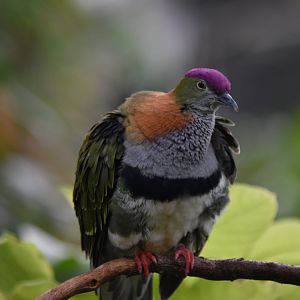 Superb fruit-dove