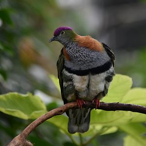 Superb fruit-dove