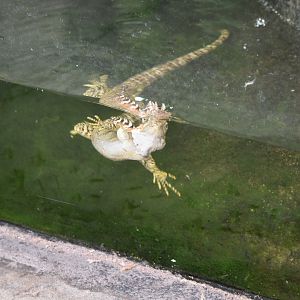 New Guinea Water Dragon