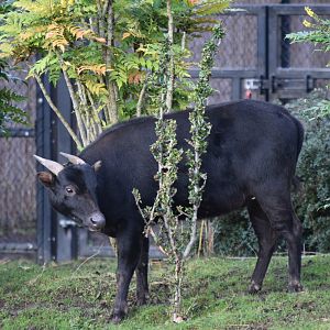 Lowland anoa