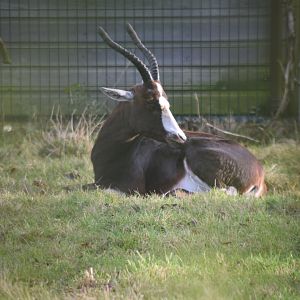 Blesbok
