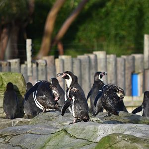 Humboldt Penguins