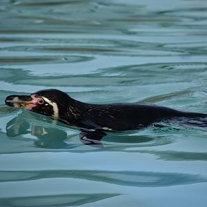 Humboldt Penguin