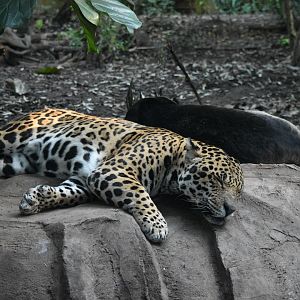 Jaguars Sleeping