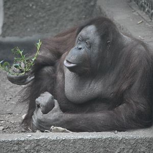 Bornean Orangutan