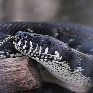 Boelen's Python