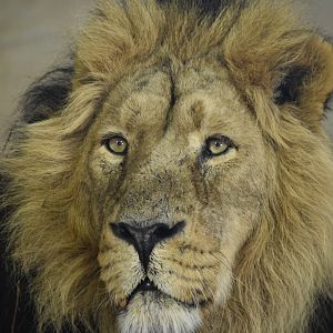Asiatic Lion