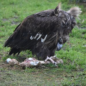 Eurasian Black Vulture Feeding