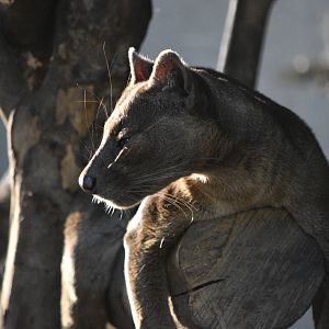 Fossa