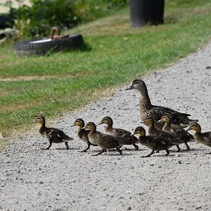 Mallard with Ducklings - Loch Ness July 2021