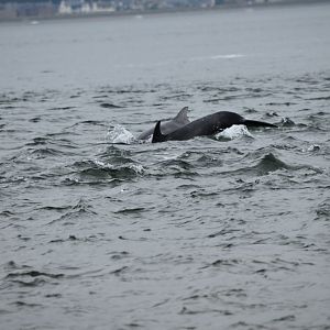 Bottlenose Dolphins - Moray Firth 2021