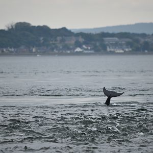 Bottlenose Dolphin - Moray Firth 2021