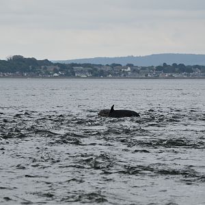 Bottlenose Dolphins - Moray Firth 2021