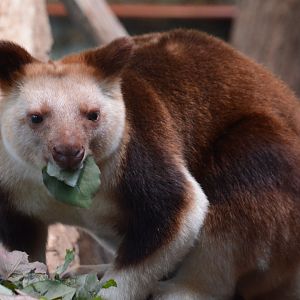 Goodfellow's tree-kangaroo (Dendrolagus goodfellowi buergersi)