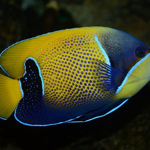 Majestic angelfish (Pomacanthus navarchus)
