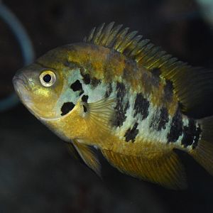 Flier cichlid (Archocentrus centrarchus)