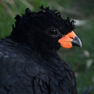 Red-billed curassow (Crax blumenbachii)