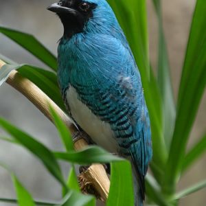 Swallow tanager (Tersina viridis occidentalis)