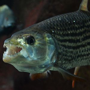 African tigerfish (Hydrocynus vittatus)