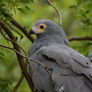 African harrier-hawk (Polyboroides typus)
