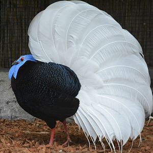 Bulwer's pheasant (Lophura bulweri)