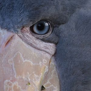Shoebill (Balaeniceps rex) eye
