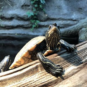 Yellow-blotched Map Turtle
