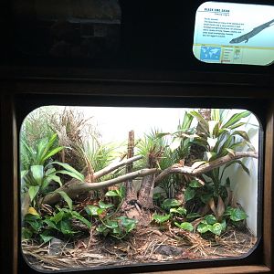 Pacific Black Skink Exhibit