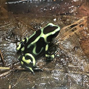 Green-and-Black Poison Frog