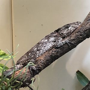 Western Bearded Anole