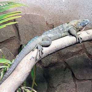 Jamaican Iguana