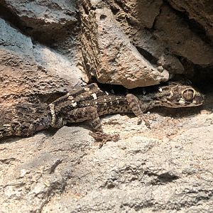 Carrot-tailed Viper Gecko