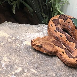 Long-nosed Viper