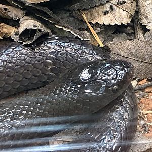 Angolan Garter Snake