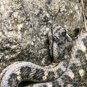 Black-tailed Horned Pit Viper