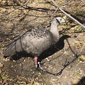 Cape Barren Goose