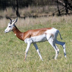 Dama Gazelle